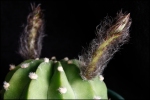 cactus planta flor nacimiento crecimiento