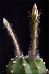cactus planta flor nacimiento crecimiento